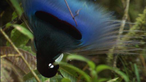 دانلود فیلم Birds of the Gods 2011